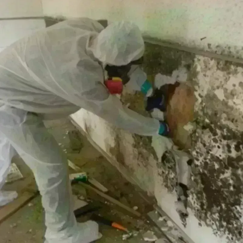 Mold Remediation and Removal in DeWitt County, TX